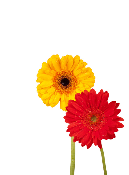 Zwei Gerbera Blüten mit Wassertropfen vor weißem Lizenzfreies Bild