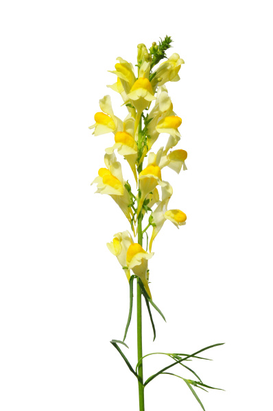 Echtes Leinkraut Linaria Vulgaris Stock Photo