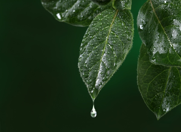 Frisches Blatt Mit Wassertropfen Fallen Lizenzfreies Foto