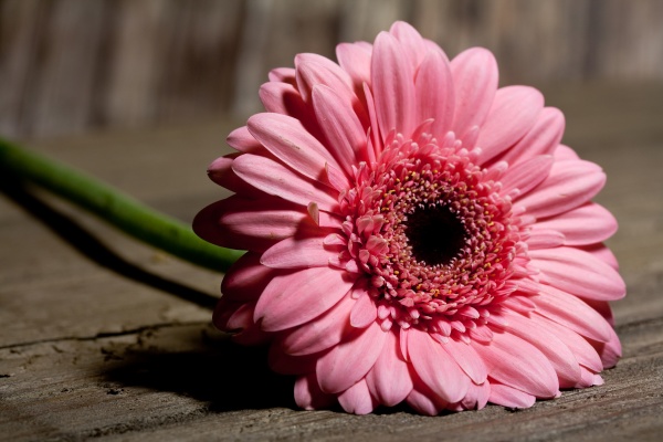 Gerbera Lizenzfreies Bild 11946557 Bildagentur PantherMedia