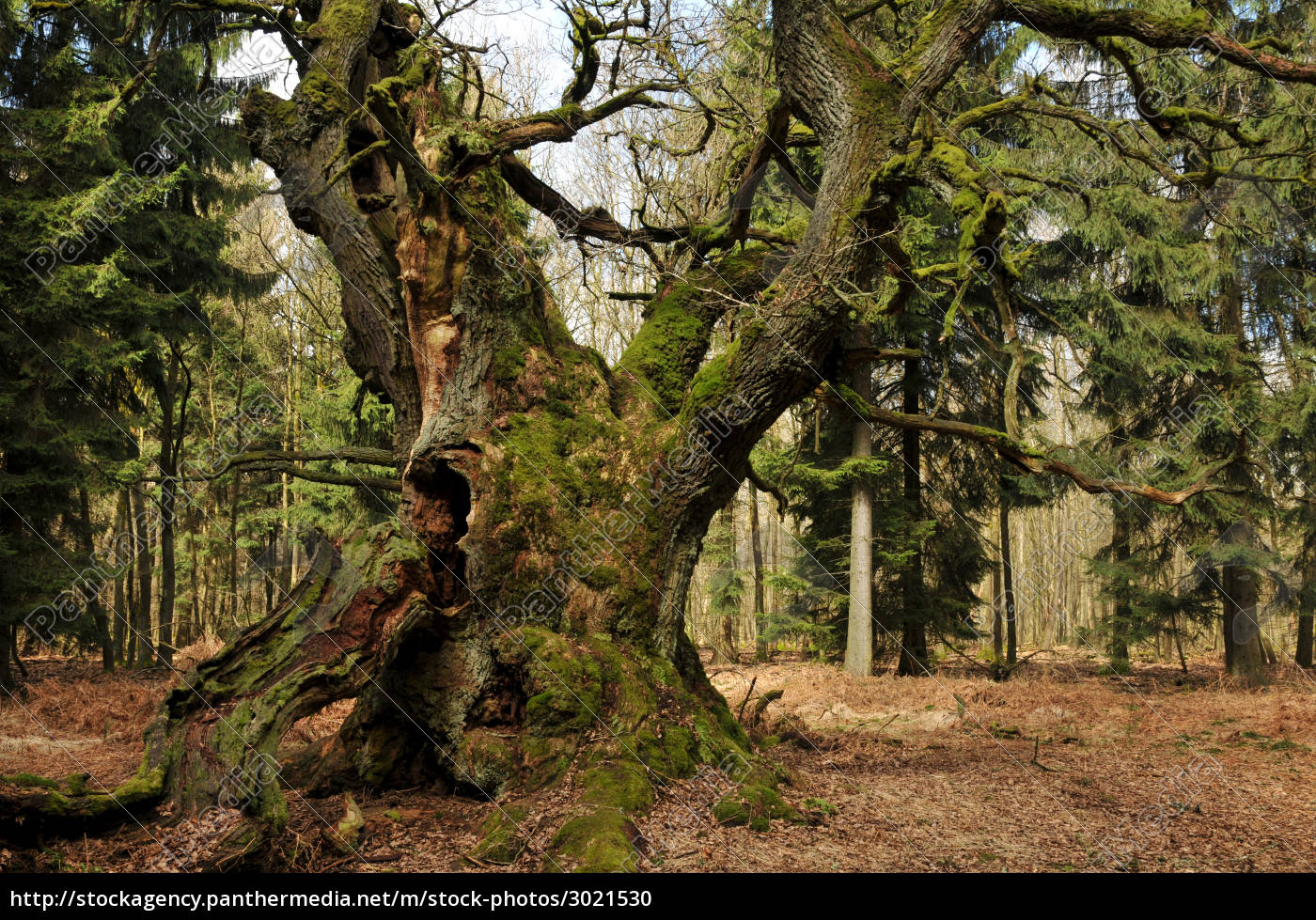 Alte Eiche Stock Photo 3021530 Bildagentur PantherMedia