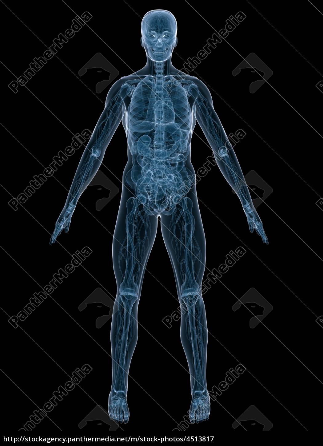 Menschliche Anatomie Lizenzfreies Bild Bildagentur