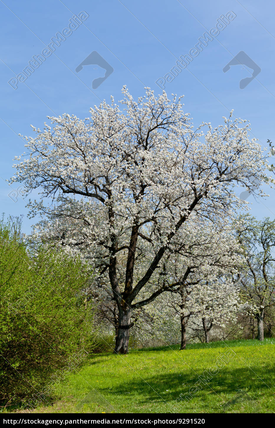 Baum Obstbaum Kirschbaum Mit Wei En Bl Ten Auf Einer Lizenzfreies