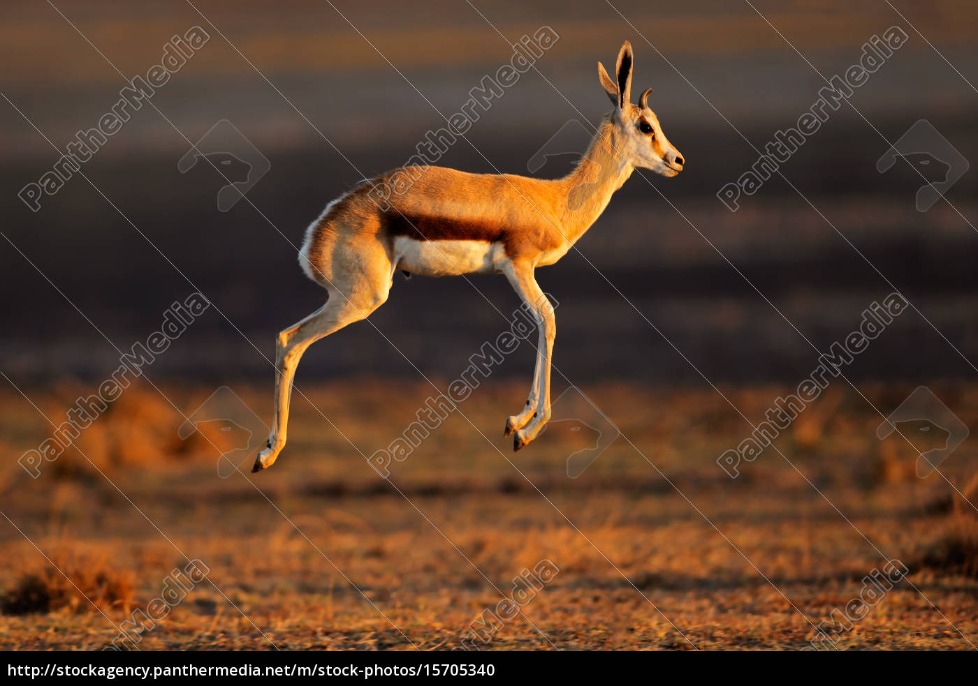 Springbok Antilope Springen Lizenzfreies Foto 15705340 Bildagentur