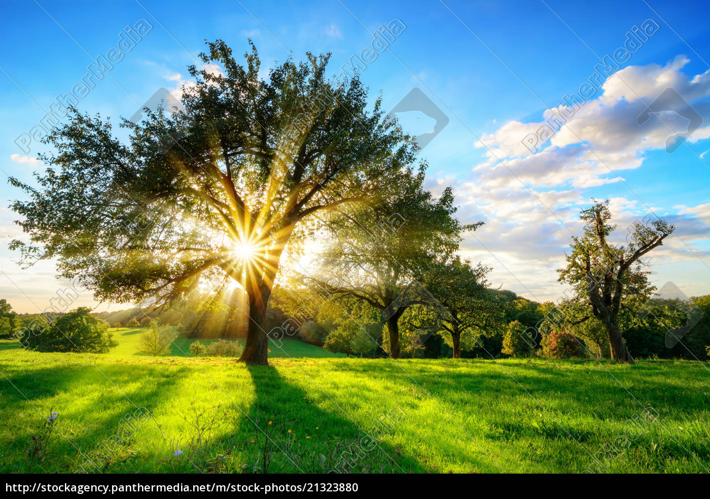 Sun Shining Through A Tree In Rural Landscape Lizenzfreies Foto Bildagentur