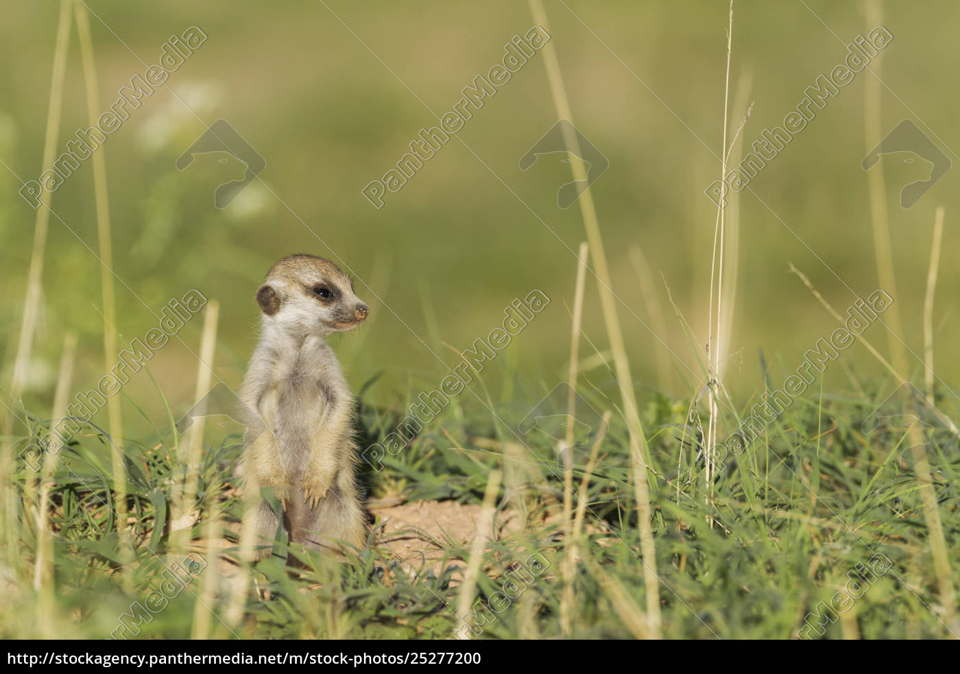 Suricate Suricata Suricatta Also Called Meerkat Lizenzfreies Foto