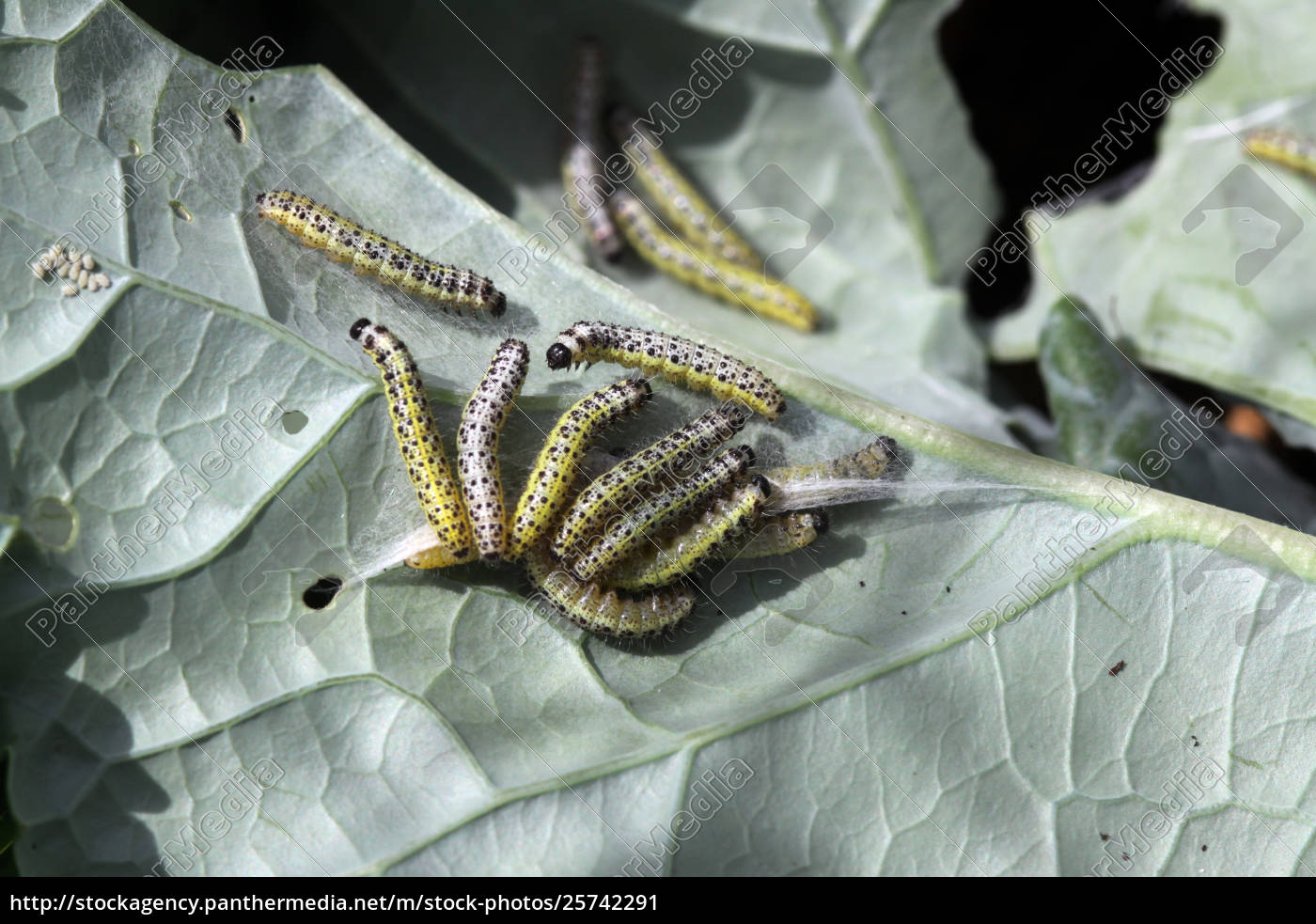 Große Kohlweißling Pieris brassicae Raupen auf Lizenzfreies Bild