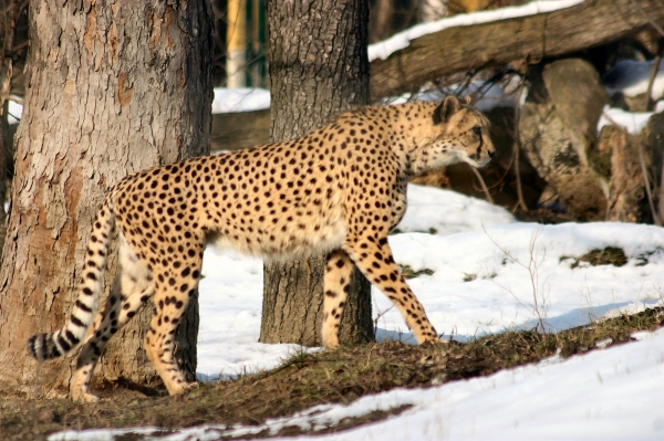 gepard im winter