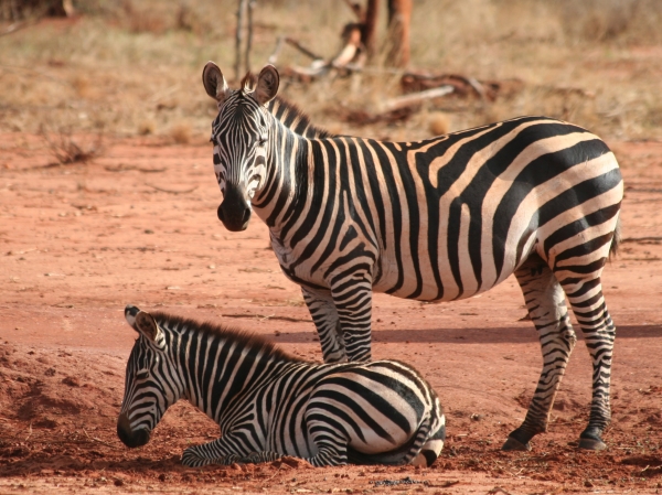 zebra mit nachwuchs