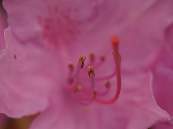 rhododendron ganz nah