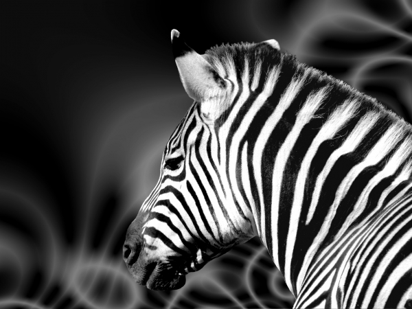 zebra schwarz weiss