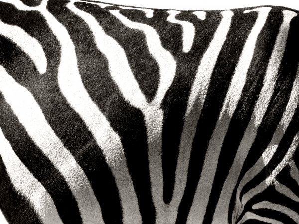 zebra streifen