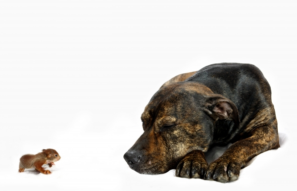 schlafende hunde