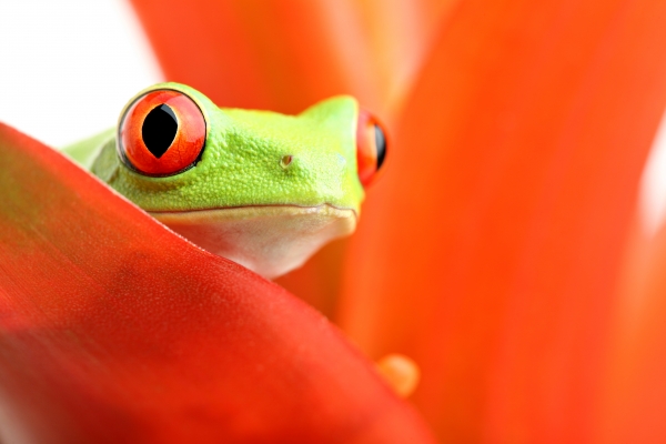 Rote Augen Laubfrosch Auf Pflanzen Lizenzfreies Bild Bildagentur Panthermedia