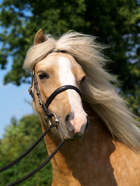 pony im portrait