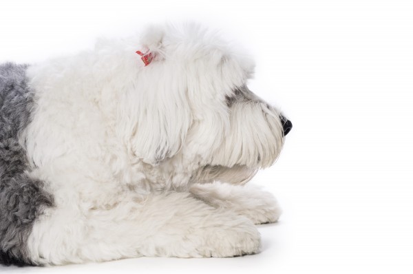 schaeferhund auf weissem hintergrund