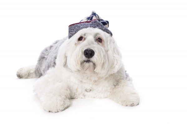 schaeferhund auf weissem hintergrund