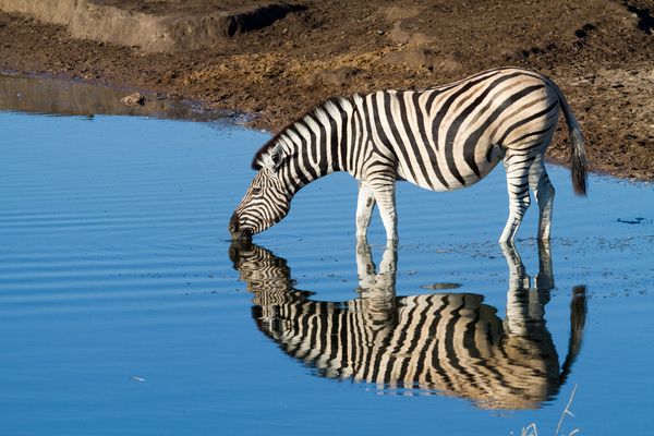 zebras beim drinken