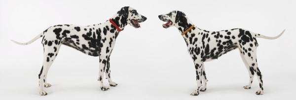 cats dogs 1