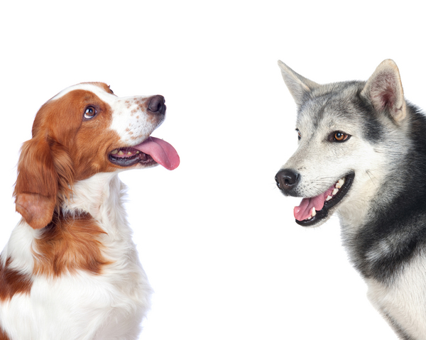ehepaar von hunden verschiedener rassen
