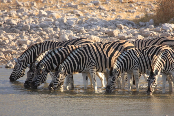 zebras am wasserloch in namibia