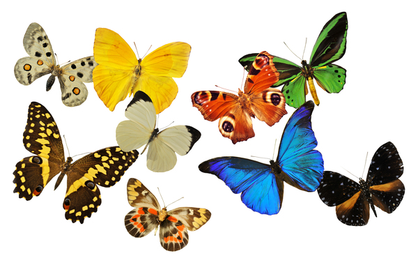 what-is-a-group-of-butterflies-called-interesting-facts-about-butterflies