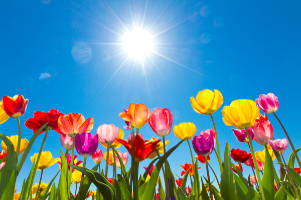 tulips in the sun