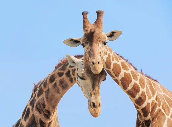 giraffe paar in der liebe
