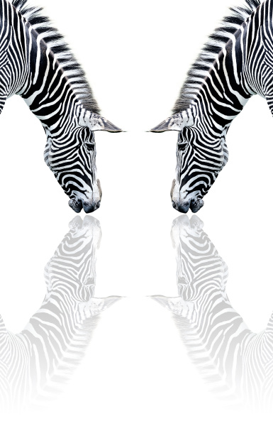 zebra reflexion