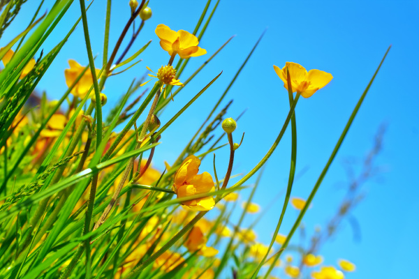 Butterblumen auf der Wiese - Lizenzfreies Bild #6494789 | Bildagentur ...