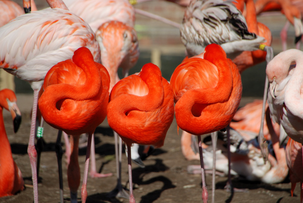 drei flamingos