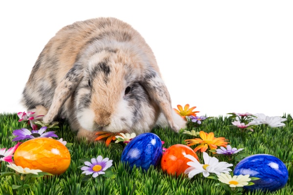 Osterhase auf Wiese mit Blumen und Ostereiern - Lizenzfreies Bild ...