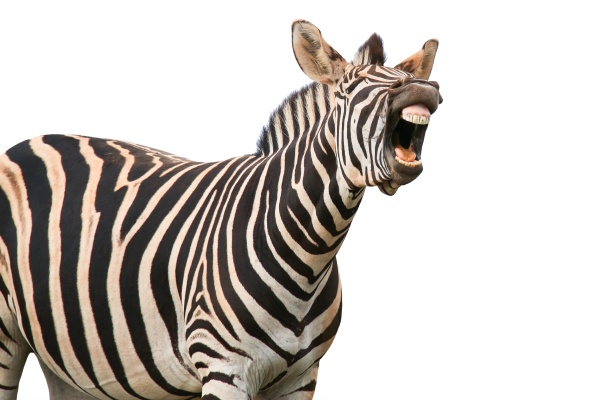 schreien oder lachen zebra