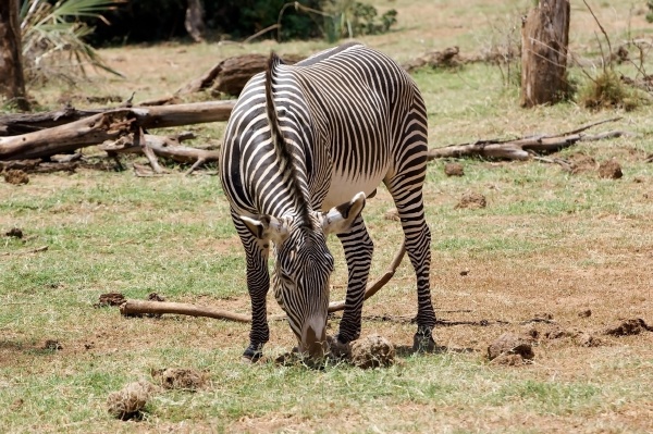 grevy zebra equus grevyi