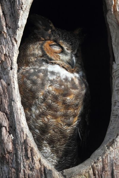 grosse horned owl bubo virginianus