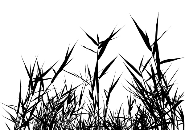 Gras Silhouette - Lizenzfreies Foto #12824796 | Bildagentur PantherMedia