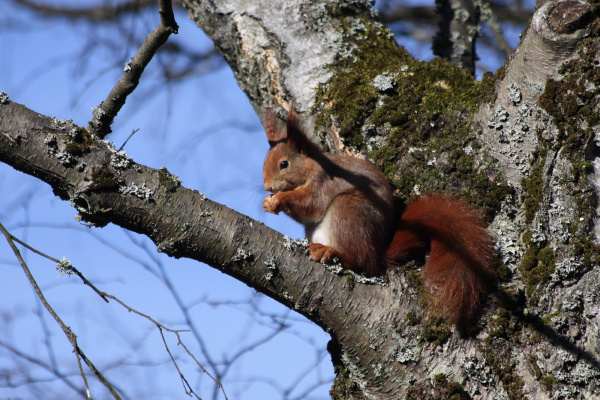 eichhoernchen in einem baum