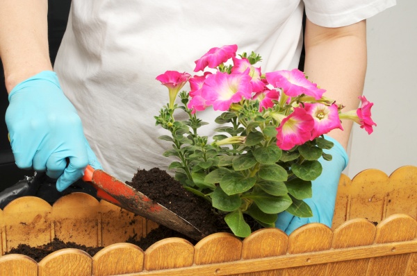 balkonbepflanzung planting petunias