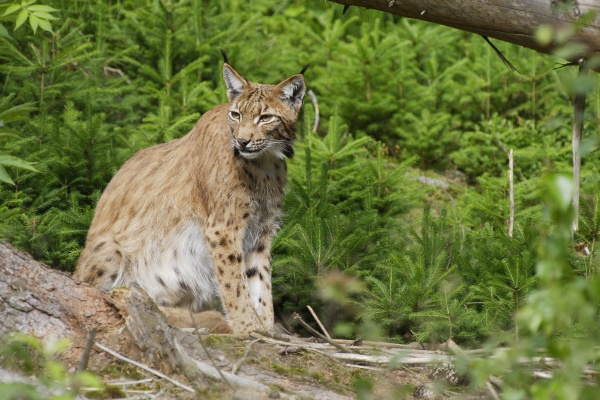 luchs lynx lynx