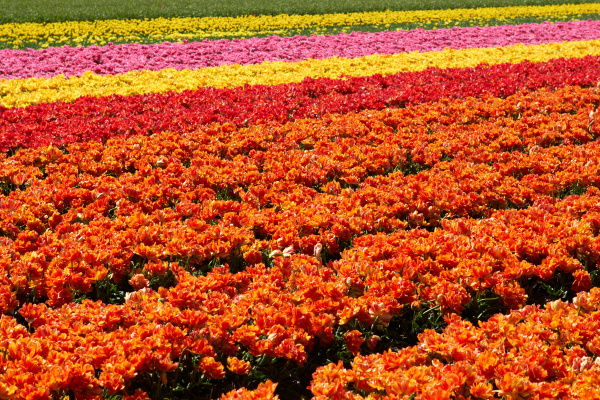 hintergrund der tulpen feld verschiedene farben