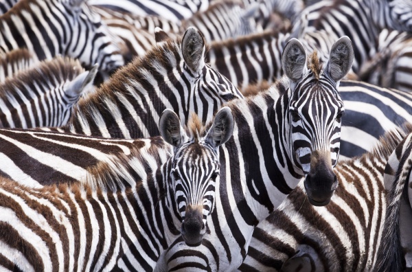 eine gruppe von zebras equus