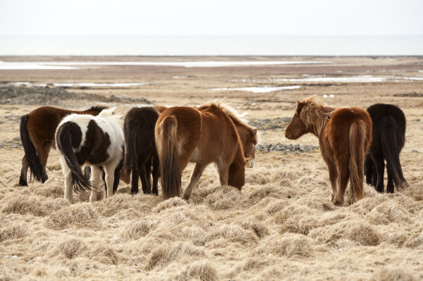 herd of icelandic horses