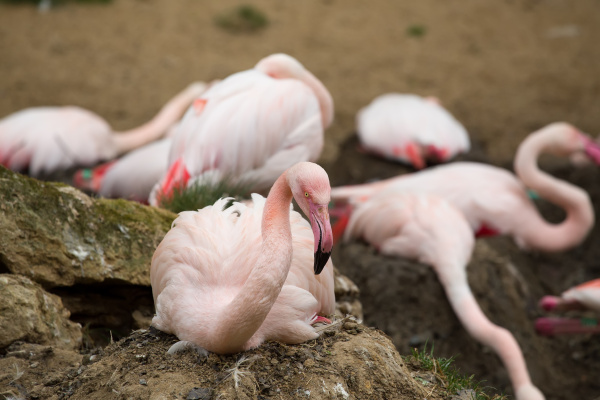 schoene amerikanische flamingos auf eng im