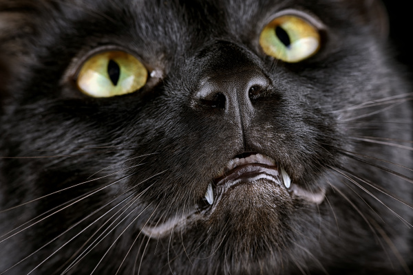 gesicht der schwarzen katze