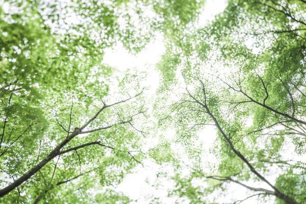 japan arashiyama japanische ahornblaetter