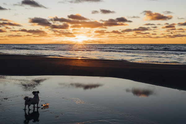 daenemark nordjuetland hund am ruhigen strand