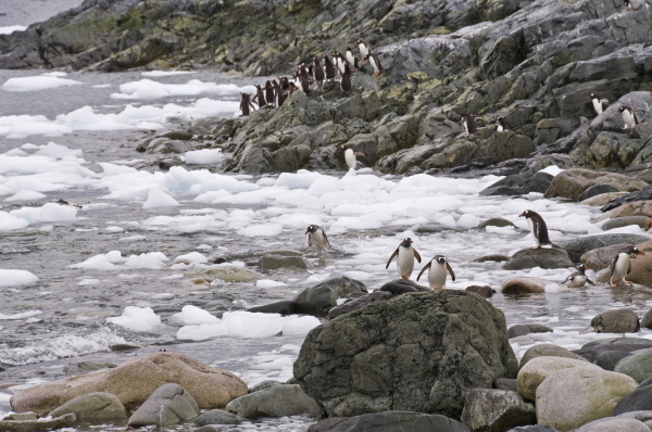 gentoo pinguine cuverville insel antarktische halbinsel