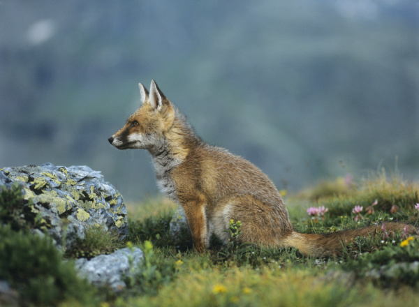 fox auf gebirgspass