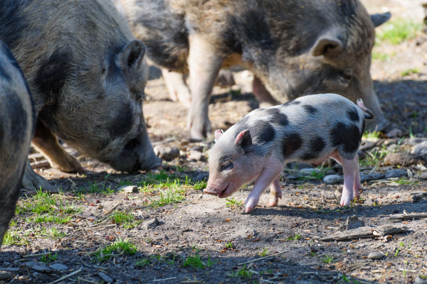 happy baby wild boar watched by