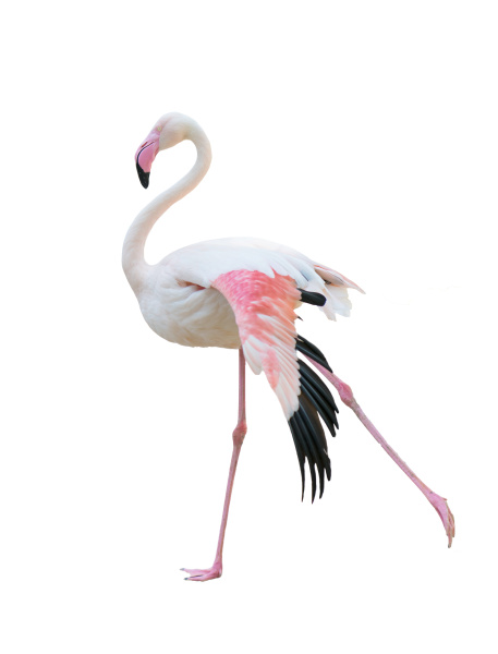 groessere flamingo isoliert auf weissem hintergrund